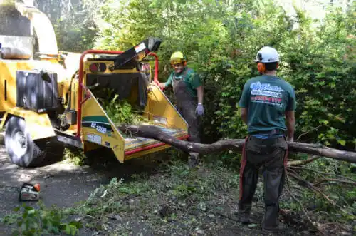 tree services Manhattan Beach